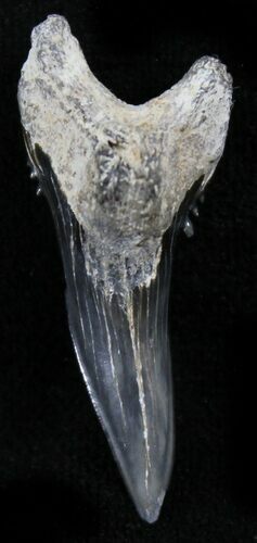 Anterior Hemipristis Serra Tooth - Maryland #26730